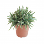 Rotskoraal (Rhipsalis Ba Horrida) 20 cm