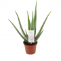 Wonderplant (Aloe Vera Barbadensis) 42 cm
