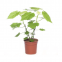 Kamerlinde (Sparmannia Africana) 50 cm