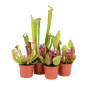 Vleesetende Plant 25 cm