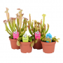 Vleesetende Plant 40 cm