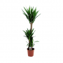 Palmlelie (Yucca Elephantipes) 170 cm