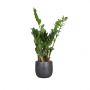 Zamioculcas Zamiifolia 50 cm