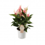 Flamingoplant (Anthurium Lilli) 40 cm
