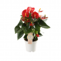 Flamingoplant (Anthurium Red Champion) 40 cm