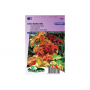 Coleus blumei Rainbow Mkt. Gr. quality
