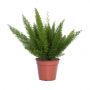 Sierasperge (Asparagus Meyers) 45 cm