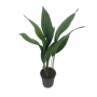 Kwartjesplant (Aspidistra Elatior) 80 cm