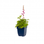 Spirea (Astilbe chin. 'Pumila')
