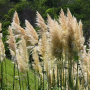 Pampas gras (Cortaderia sell. 'Pumila')