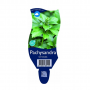 Dikkemanskruid (Pachysandra terminalis)