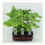 Mini komkommer Geënte (Cucumis Sativus) BIO
