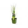Bieslook (Allium schoenoprasum)