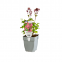 Zeeuws knoopje (Astrantia maj. 'Claret')