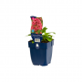 Rode valeriaan (Centranthus ruber 'Coccineus')