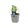 Leliegras (Liriope muscari 'Monroe White')
