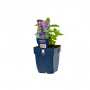 Kattenkruid (Nepeta nerv. Neptune)