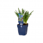 Wilde hyacinth (Hyacinthoides non-scripta)