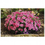 Tuinanjer (Dianthus caryop. 'Electric Dreams')