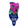 Bergamotplant (Monarda 'Balmy Rose')