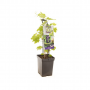 Blauwe druif (Vitis vin. Boskoop Glorie - draagbe)