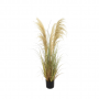 Pampas 120 cm naturel