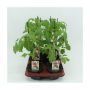 Mini pruimtomaat Geënt (Lycopersicon esculentum) BIO