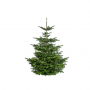 Kerstboom Nordmann gezaagd 125-150 cm