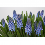 Blauwe druifjes Muscari 10 cm