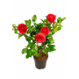 Japanse Roos (Camellia Japonica) 50 cm
