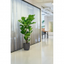 Tabaksplant (Ficus Lyrata) Multistam 160