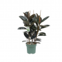 Rubberboom (Ficus Mandela) 130