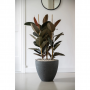 Rubberboom (Ficus Mandela) 130
