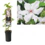 Bosrank (Clematis 'Snow Queen') H 75