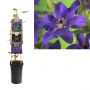 Bosrank (Clematis 'The President') H 75