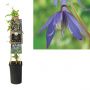 Bosrank (Clematis alpina) H 75