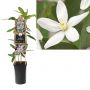 Bosrank (Clematis armandii 'Apple Blossom') H 75