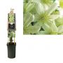 Bosrank (Clematis 'Pixie') H 75