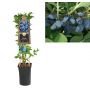 Kamperfoelie (Lonicera kamtschatica 'Fialka') H 75
