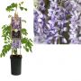 Blauwe regen (Wisteria sinensis) H 75