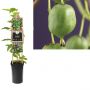 Kiwi (Actinidia arguta 'Issai') H 75