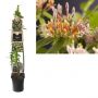Kamperfoelie (Lonicera henryi) H 120