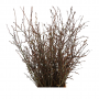 Kersenbloesem (Prunus speciosa) 80 cm