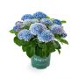 Hortensia (Hydrangea macrophylla Magical Revolution)