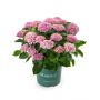 Hortensia (Hydrangea macrophylla Magical Revolution)