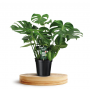 Gatenplant (Monstera Deliciousa) 80 cm