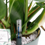 Gatenplant (Monstera Deliciosa) 100