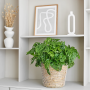 Rimpelgatenplant (Monstera Obliqua) 60