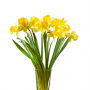 Narcissen (Narcissus) Geel 34 cm