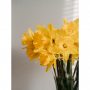 Narcissen (Narcissus) Geel 34 cm